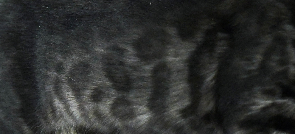 bengal kittens with glitter coat for sale